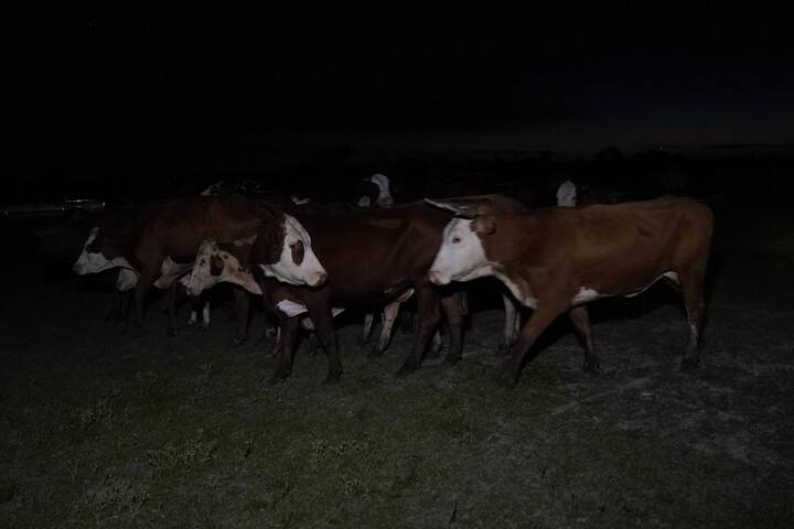 Hubo vacas que estuvieron tres días perdidas en el agua. Foto: Fernando de la Orden/enviado especial.