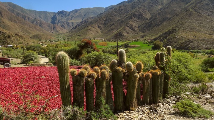 Los pimientos, secándose al sol en Cachi. Foto Prensa argentina.gob.ar