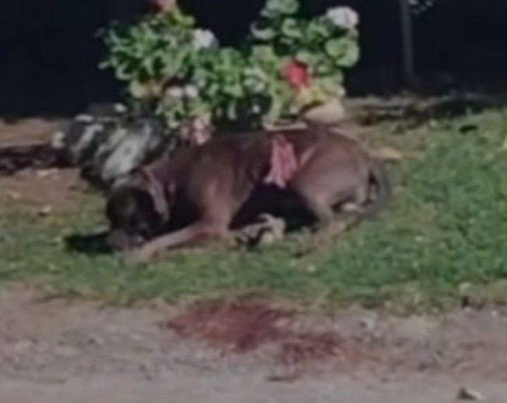 El pitbull luego de atacar a una jubilada en Córdoba.